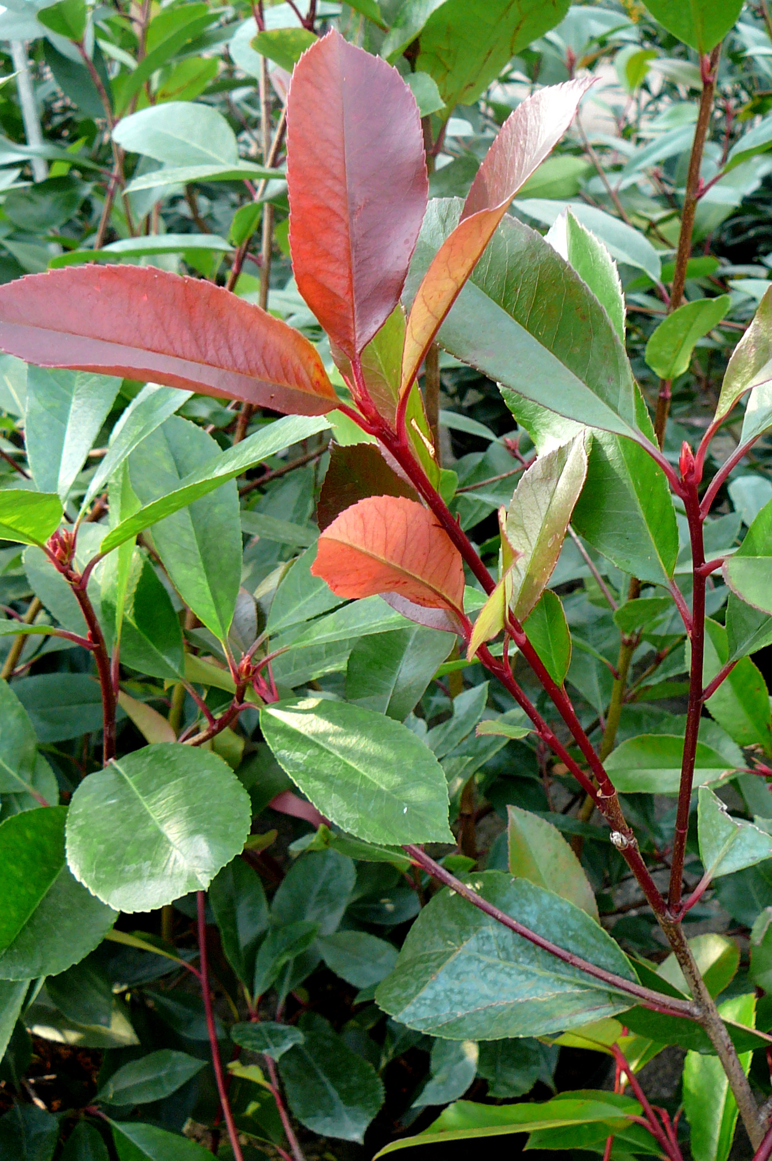 Photinia fraseri ‘Red Robin’ leivorm rek - Glansmispel leivorm rek