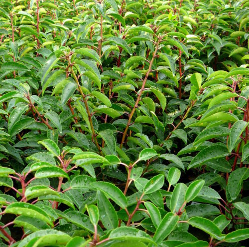 Prunus lusitanica ‘Angustifolia’ leivorm rek - Portugese laurier leivorm rek