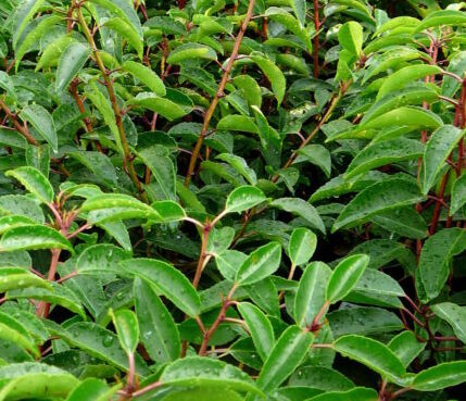Prunus lusitanica ‘Angustifolia’ leivorm rek - Portugese laurier leivorm rek