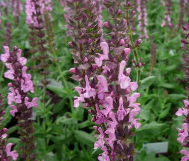 Salvia nemorosa ‘Sensation Pink’ - Salie