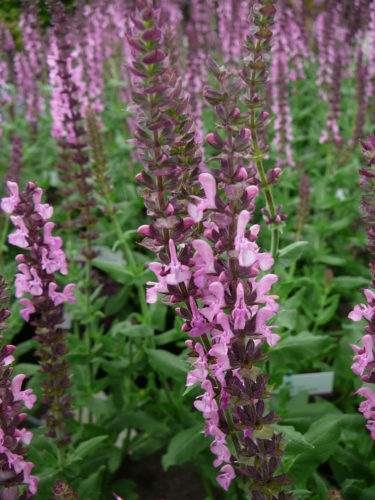 Salvia nemorosa ‘Sensation Pink’ - Salie