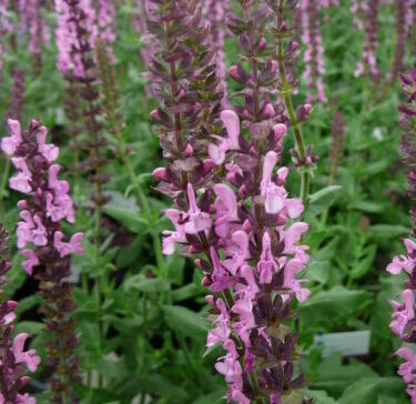 Salvia nemorosa ‘Sensation Pink’ - Salie