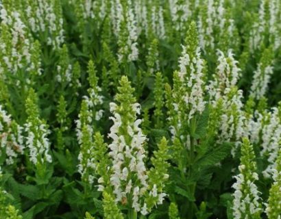 Salvia nemorosa ‘Sensation White’ - Salie