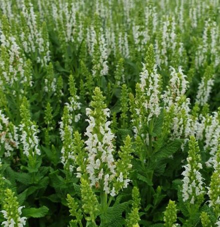 Salvia nemorosa ‘Sensation White’ - Salie