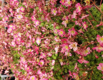 Saxifraga mosch. ‘Pixie’ - Steenbreek
