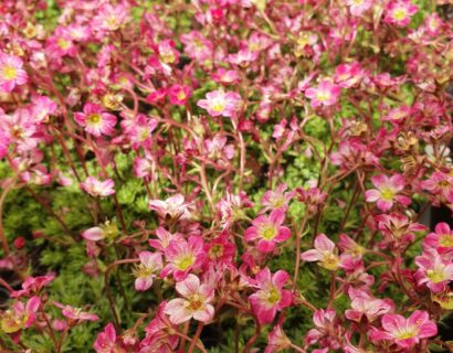 Saxifraga mosch. ‘Pixie’ - Steenbreek