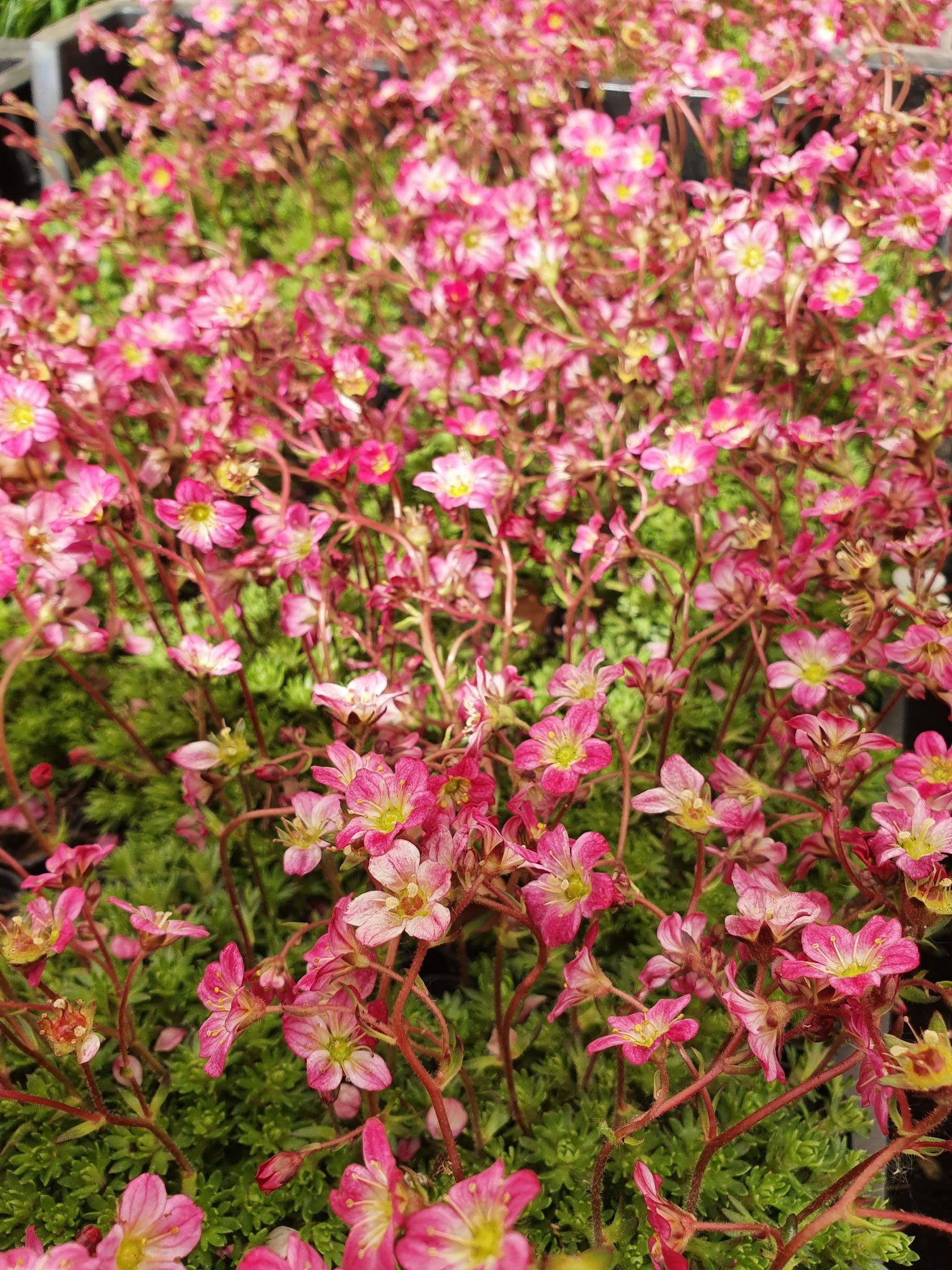 Saxifraga mosch. ‘Pixie’ - Steenbreek