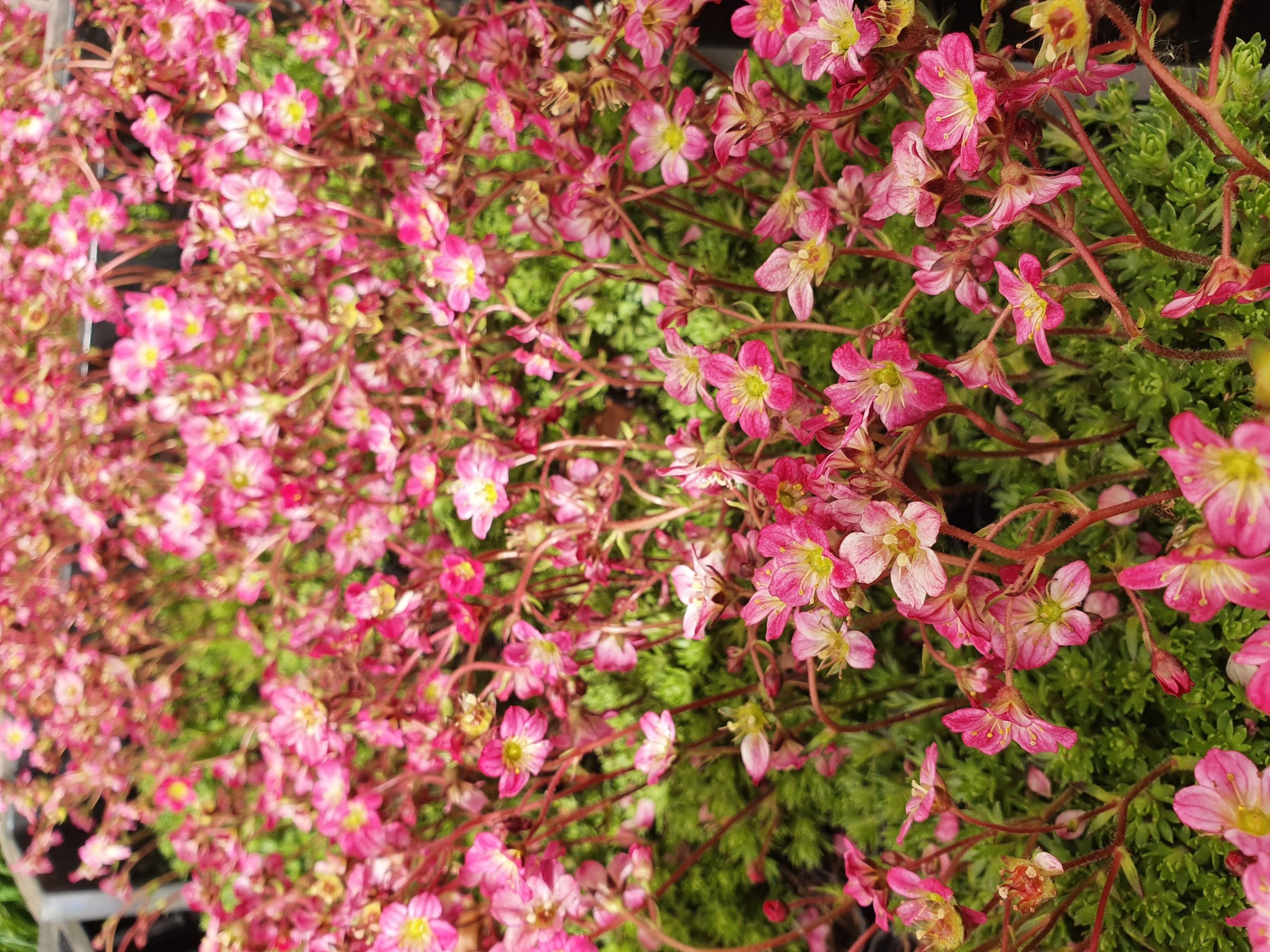 Saxifraga mosch. ‘Pixie’ - Steenbreek