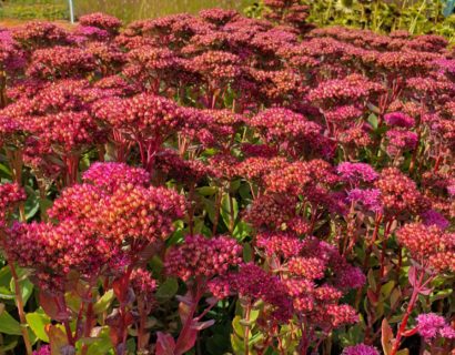 Sedum ‘Carl’ - Vetrkuid