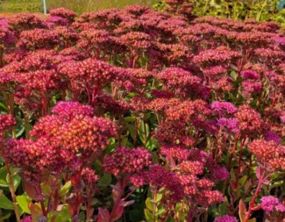 Sedum ‘Carl’ (grote pot) - Vetkruid