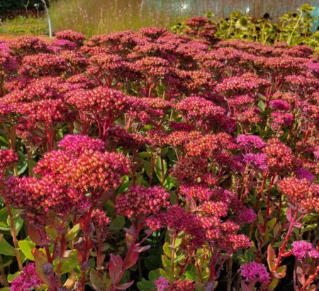 Sedum ‘Carl’ (grote pot) - Vetkruid