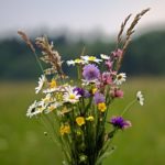 Snijbloemen uit eigen tuin? Deze planten zijn hiervoor geschikt.