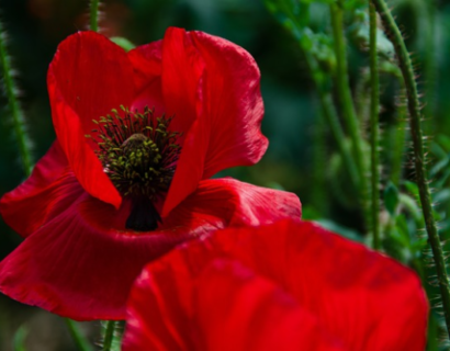 Papaver orientale ‘Beauty of Livermere’ - Klaproos