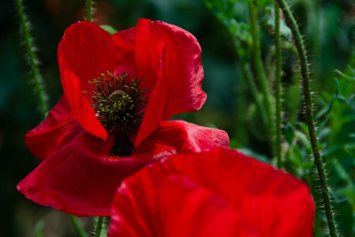 Papaver orientale ‘Beauty of Livermere’ - Klaproos