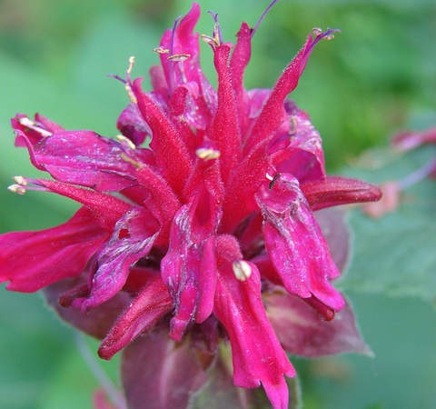 Monarda ‘Purple Lace’ - Bergamotplant