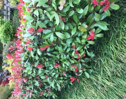 Photinia fraseri ‘Red Robin’ leivorm rek - Glansmispel leivorm rek