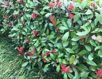 Photinia fraseri ‘Red Robin’ leivorm rek - Glansmispel leivorm rek