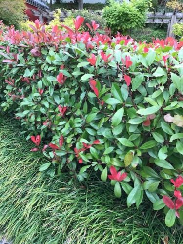 Photinia fraseri ‘Red Robin’ leivorm rek - Glansmispel leivorm rek