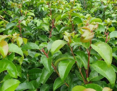 Prunus lusitanica ‘Tico’ - Portugese laurier