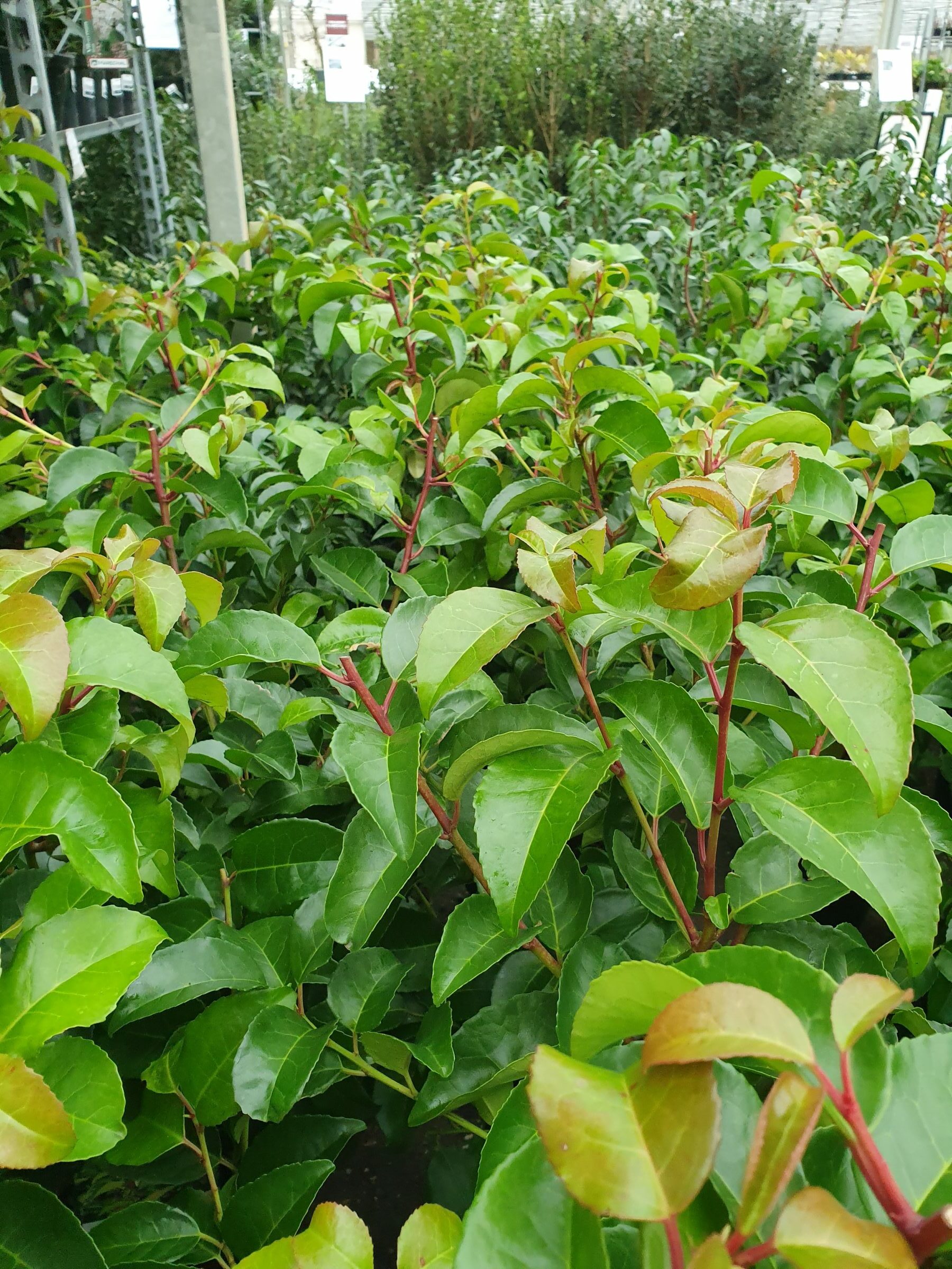 Prunus lusitanica ‘Tico’ - Portugese laurier