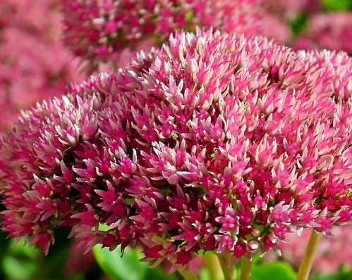 Sedum cauticola ‘Lidakense’ - Vetkruid