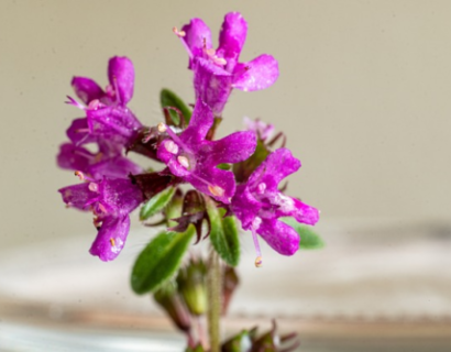 Thymus praecox ‘Red Carpet’ - Kruiptijm