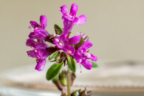 Thymus praecox ‘Red Carpet’ - Kruiptijm