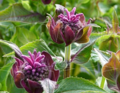 Monarda ‘Purple Lace’ - Bergamotplant