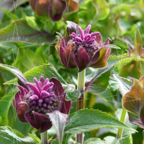 Monarda ‘Purple Lace’ - Bergamotplant