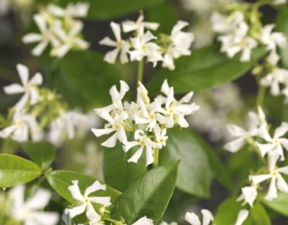 Trachelospermum jasminoides leivorm rek - Toscaanse jasmijn leivorm rek