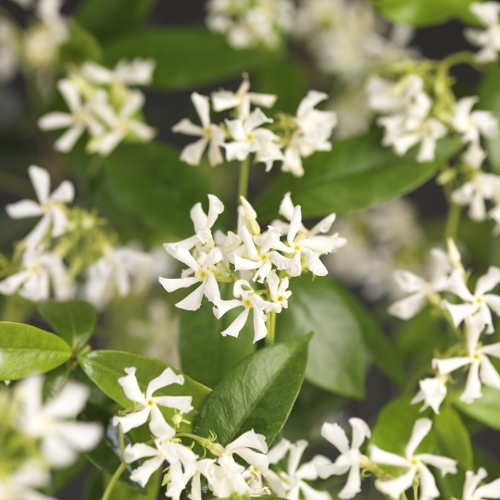 Trachelospermum jasminoides leivorm rek - Toscaanse jasmijn leivorm rek