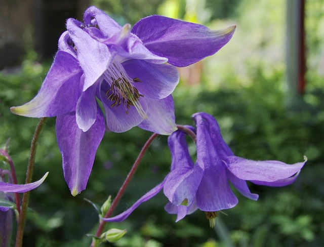 Aquilegia vulgaris - Akelei