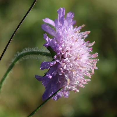 Knautia arvensis - Beemdkroon