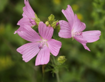 Malva moschata ‘Rosea’ - Kaasjeskruid