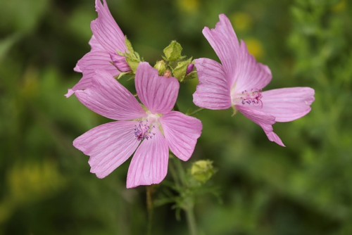 Malva moschata ‘Rosea’ - Kaasjeskruid