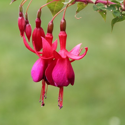 Fuchsia ‘Riccartonii’ (grote pot) - Bellenplant
