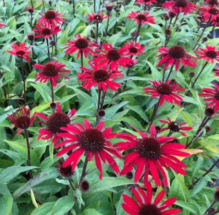 Echinacea ‘Sunseekers Red’ - Zonnehoed