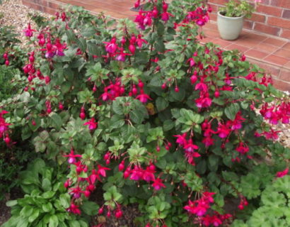 Fuchsia ‘Riccartonii’ (grote pot) - Bellenplant