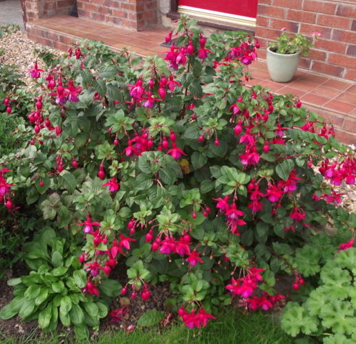 Fuchsia ‘Riccartonii’ (grote pot) - Bellenplant
