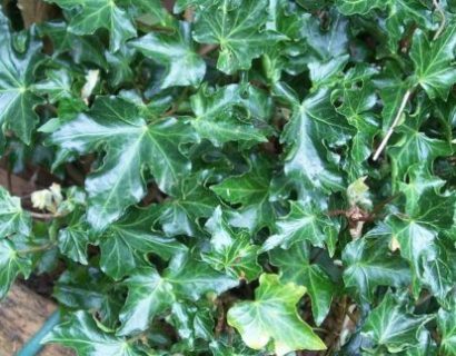 Hedera helix ‘Ivalace’ - Klimop