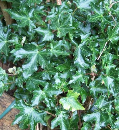Hedera helix ‘Ivalace’ - Klimop