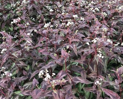 Persicaria microcephala ‘Red Dragon’ - Duizendknoop