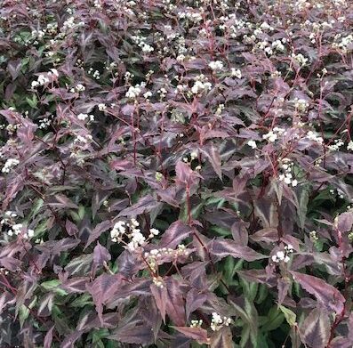 Persicaria microcephala ‘Red Dragon’ - Duizendknoop
