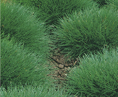 Festuca gautieri - Zwenkgras