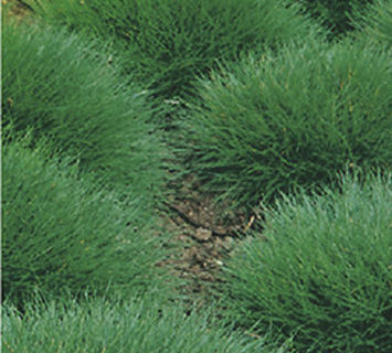 Festuca gautieri - Zwenkgras