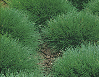 Festuca gautieri