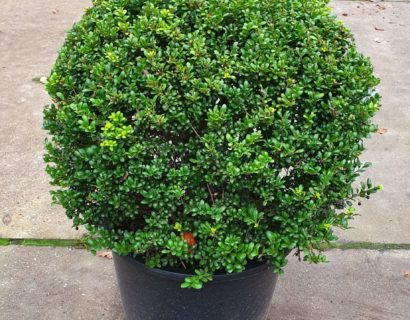 Ilex crenata ‘Convexa’ bolvorm - Japanse hulst