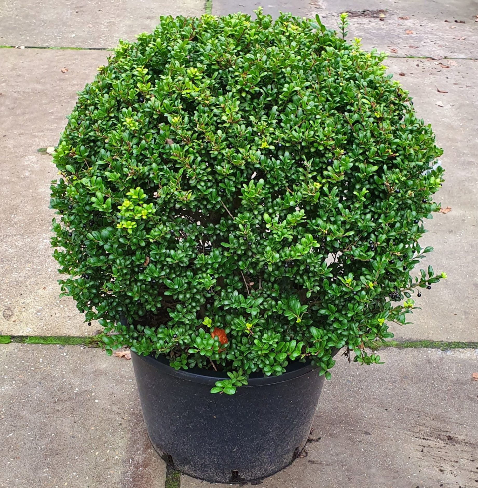 Ilex crenata ‘Convexa’ bolvorm - 