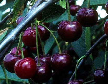 Prunus cer. ‘Noordkriek’ - Zure kers, kriek