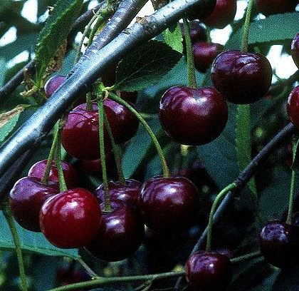 Prunus cer. ‘Noordkriek’ - Zure kers, kriek